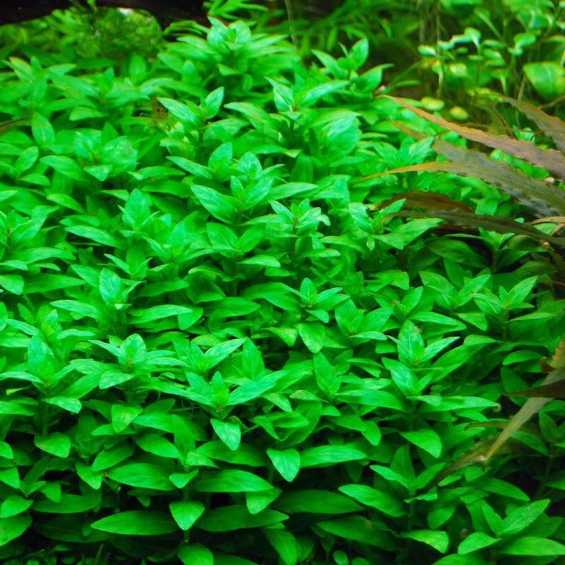 Staurogyne repens